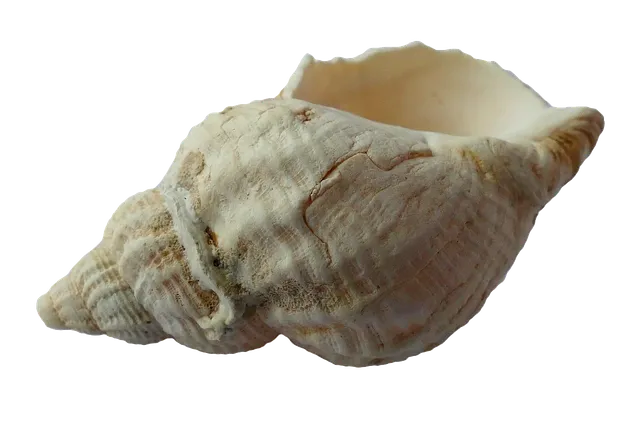 angeltourengalicien.de Ausflüge zur Besichtigung der Muschelzucht im Meer auf der Islote Areoso von der Isla de Arosa